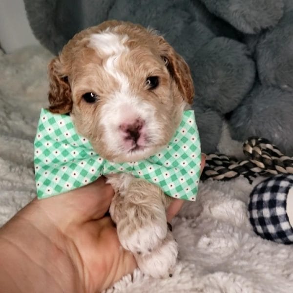 Salted Caramel -Teacup Cavapoo Boy - Image 3