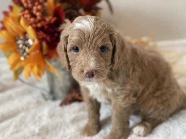 Jag - Mini Goldendoodle Boy
