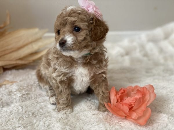 Apple Jack - Micro Goldendoodle Girl