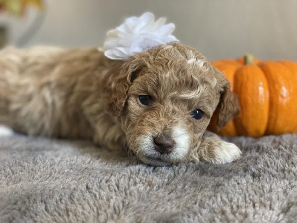 Apple Jack - Micro Goldendoodle Girl - Image 7