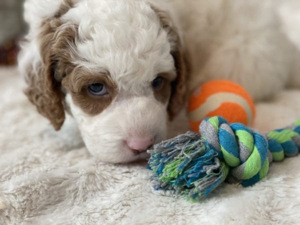 Mustang - Mini Goldendoodle Boy - Image 15