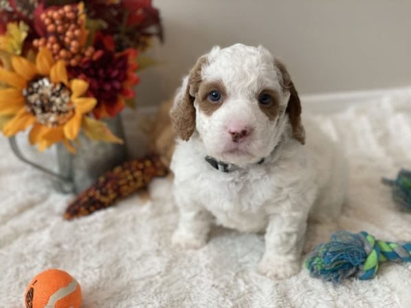 Mustang - Mini Goldendoodle Boy - Image 13