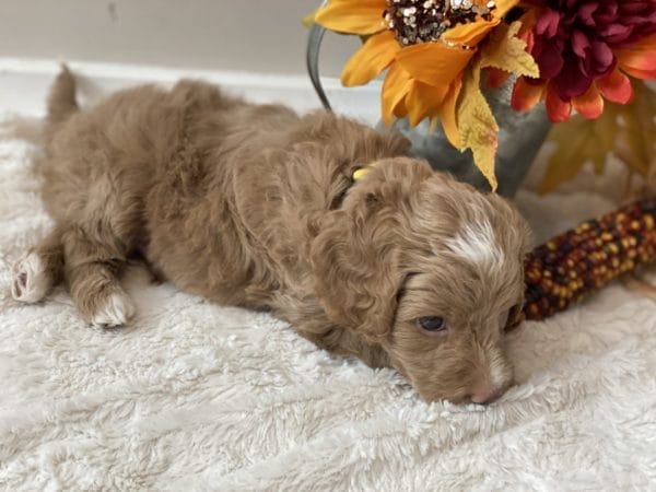 Jag - Mini Goldendoodle Boy - Image 12