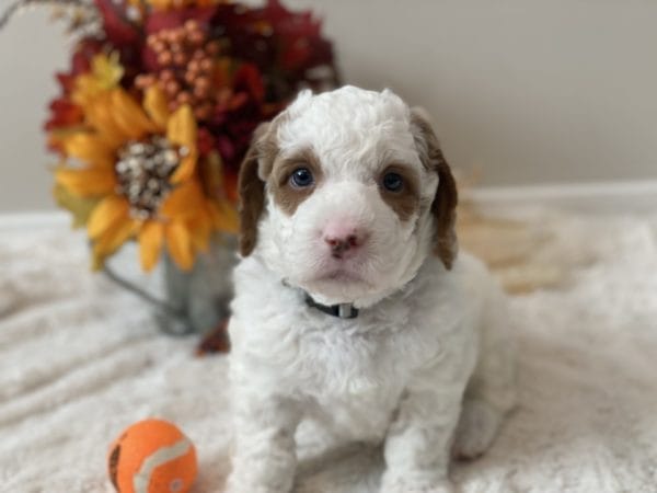 Mustang - Mini Goldendoodle Boy