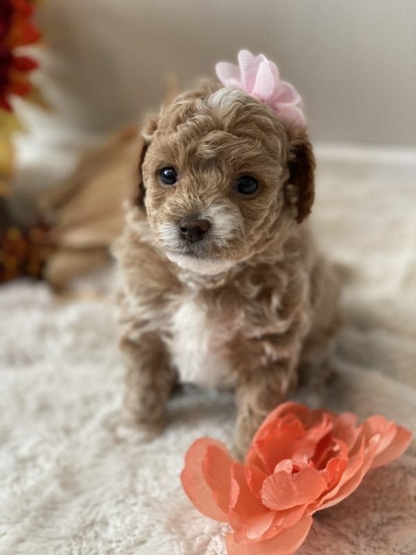 Apple Jack - Micro Goldendoodle Girl - Image 9