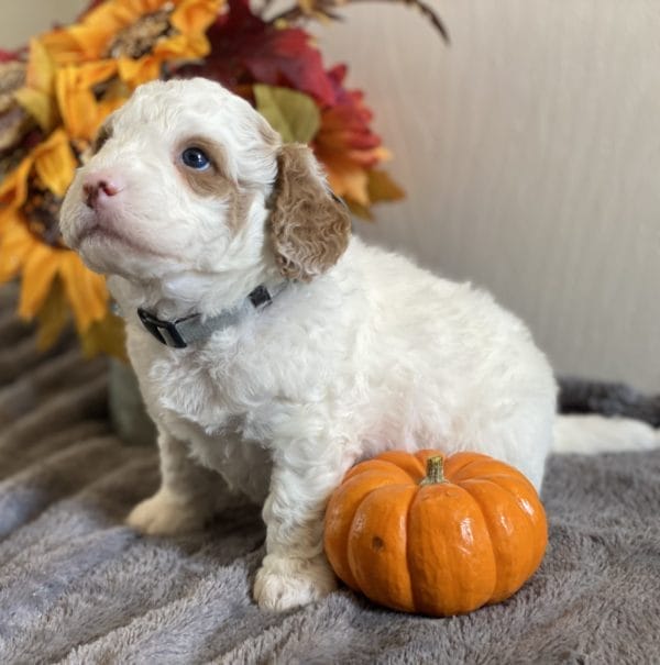 Mustang - Mini Goldendoodle Boy - Image 10