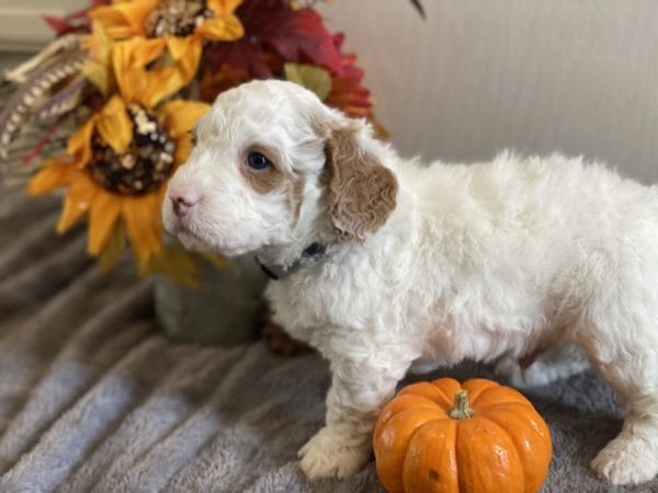 Mustang - Mini Goldendoodle Boy - Image 9