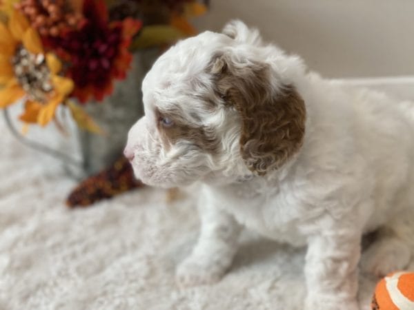 Mustang - Mini Goldendoodle Boy - Image 11