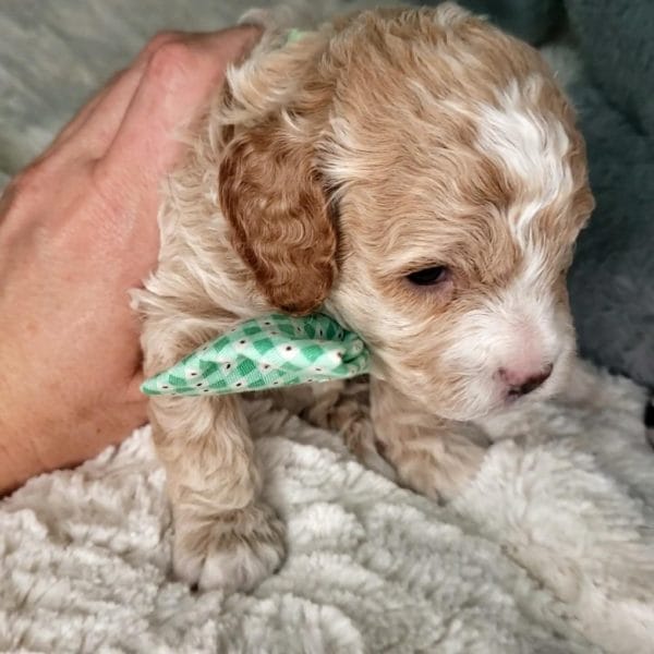 Salted Caramel -Teacup Cavapoo Boy - Image 2