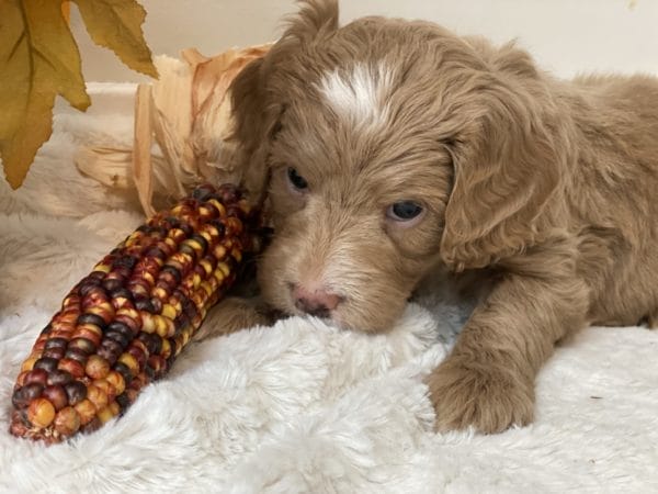 Jag - Mini Goldendoodle Boy - Image 14