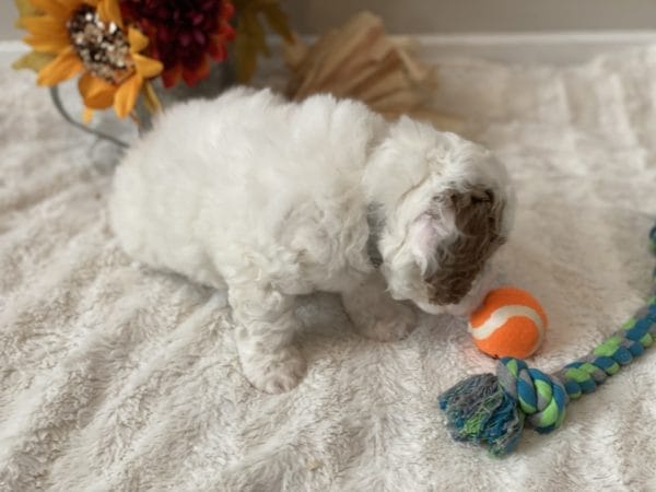 Mustang - Mini Goldendoodle Boy - Image 16