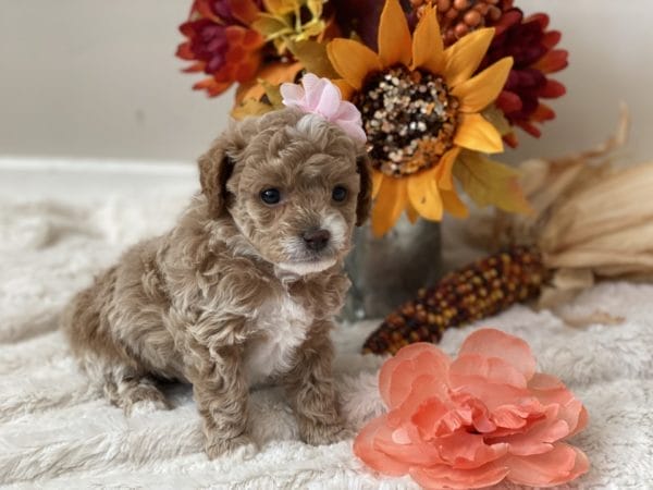 Apple Jack - Micro Goldendoodle Girl - Image 13