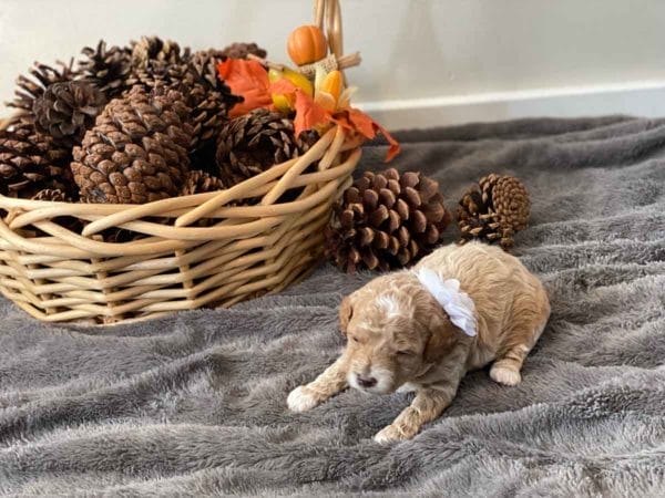 Apple Jack - Micro Goldendoodle Girl - Image 4