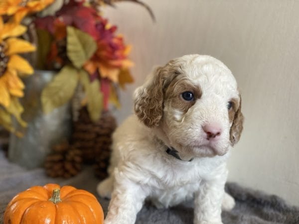 Mustang - Mini Goldendoodle Boy - Image 8