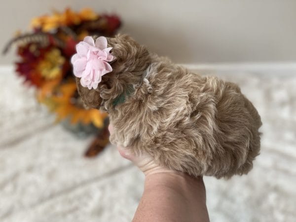 Apple Jack - Micro Goldendoodle Girl - Image 10