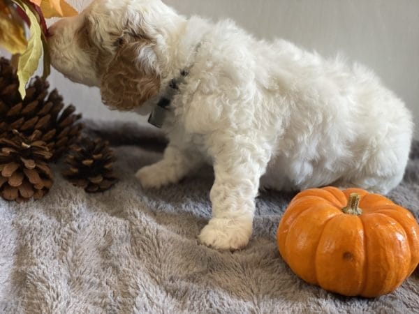 Mustang - Mini Goldendoodle Boy - Image 7