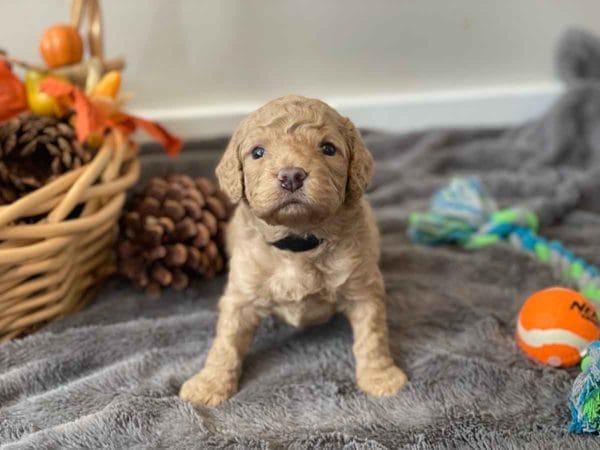 Bug - Mini Goldendoodle Boy - Image 16