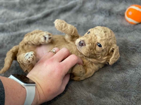 Bug - Mini Goldendoodle Boy - Image 14