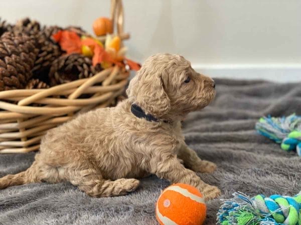 Bug - Mini Goldendoodle Boy - Image 13