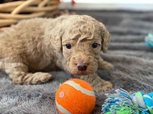 Bug - Mini Goldendoodle Boy