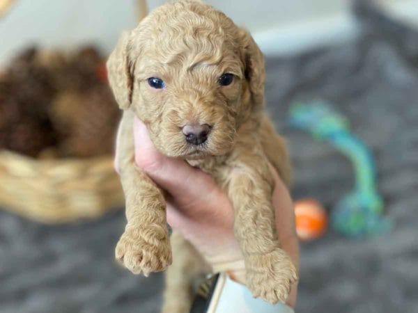 Bug - Mini Goldendoodle Boy - Image 10