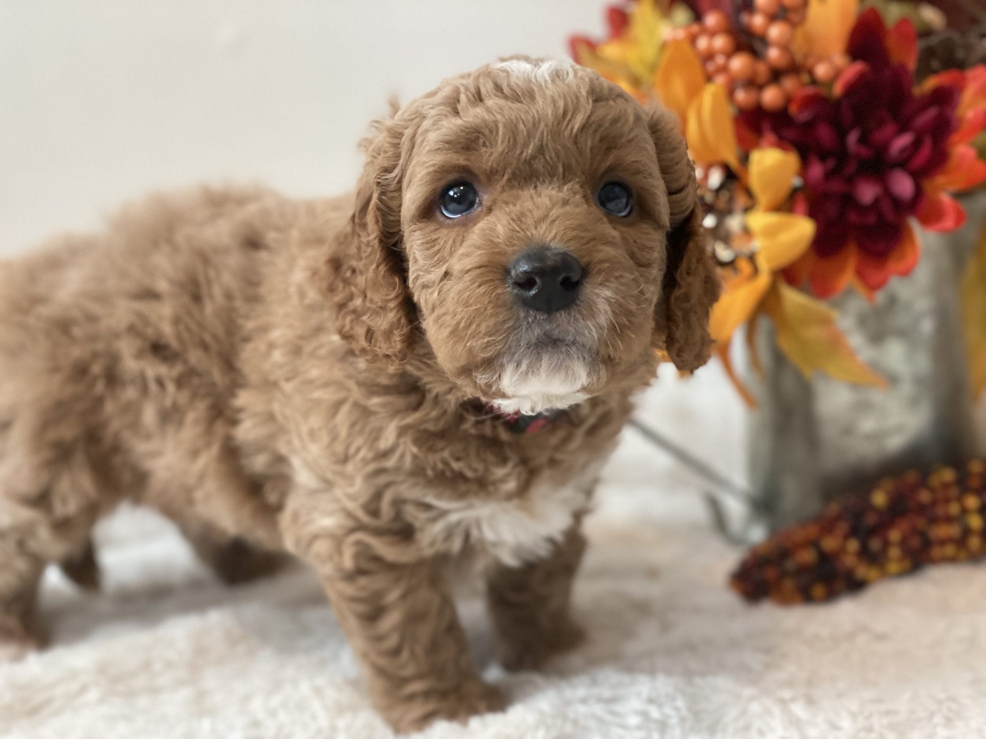 Tesla - Mini Goldendoodle Boy - Image 14