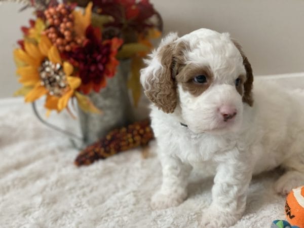 Mustang - Mini Goldendoodle Boy - Image 12