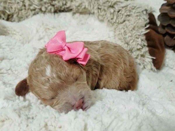 Cinnamon - Micro Cavapoo Girl