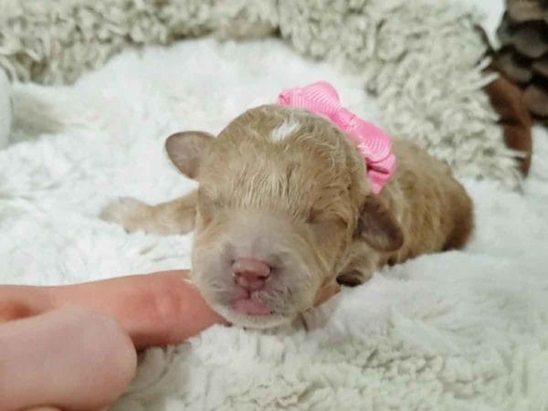 Cinnamon - Micro Cavapoo Girl - Image 7