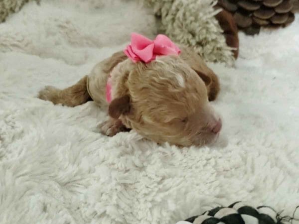 Cinnamon - Micro Cavapoo Girl - Image 6