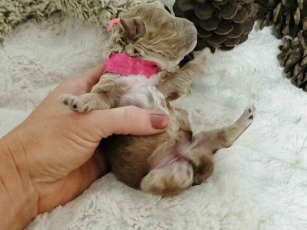 Cinnamon - Micro Cavapoo Girl - Image 4
