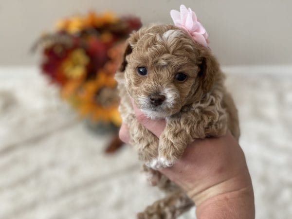 Apple Jack - Micro Goldendoodle Girl - Image 12