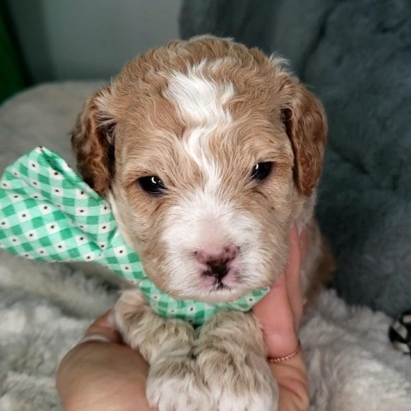 Salted Caramel -Teacup Cavapoo Boy - Image 4