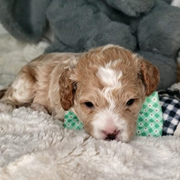 Salted Caramel -Teacup Cavapoo Boy - Image 5