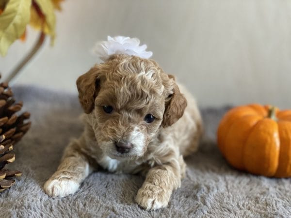 Apple Jack - Micro Goldendoodle Girl - Image 8