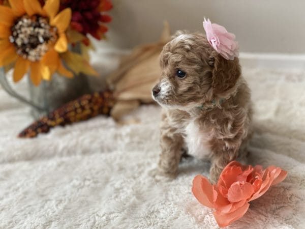 Apple Jack - Micro Goldendoodle Girl - Image 14