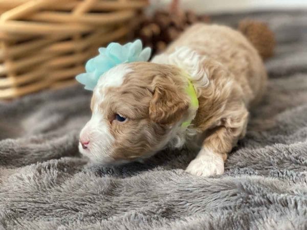Fluttershy - Micro Goldendoodle Girl - Image 8