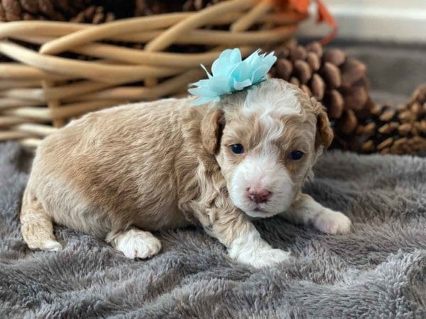 Fluttershy - Micro Goldendoodle Girl - Image 7