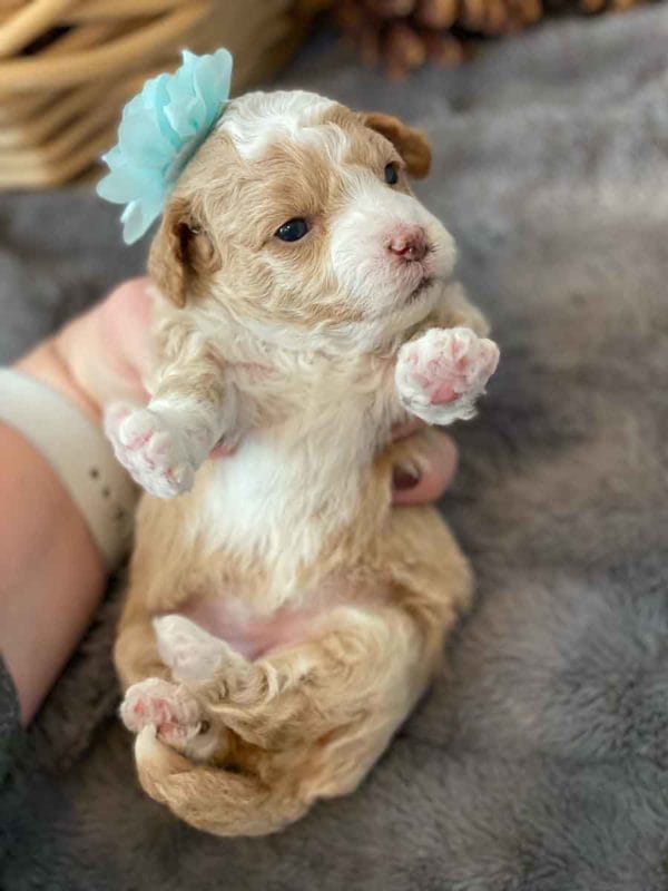 Fluttershy - Micro Goldendoodle Girl - Image 6