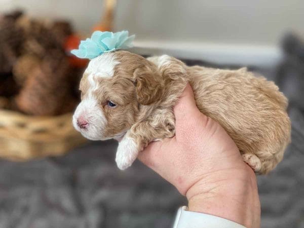 Fluttershy - Micro Goldendoodle Girl - Image 5