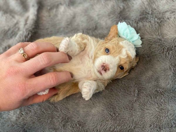 Fluttershy - Micro Goldendoodle Girl - Image 4