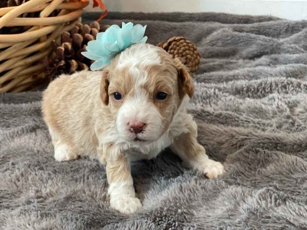Fluttershy - Micro Goldendoodle Girl - Image 3