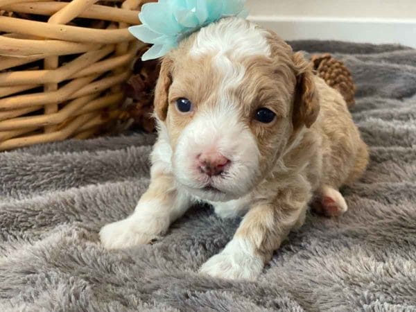 Fluttershy - Micro Goldendoodle Girl - Image 2