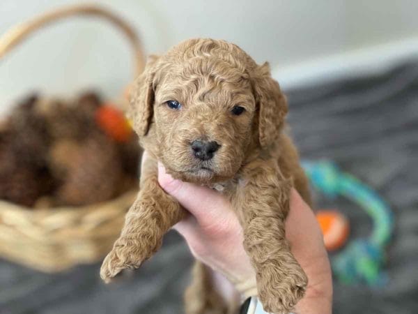 Ford - Mini Goldendoodle Boy - Image 4