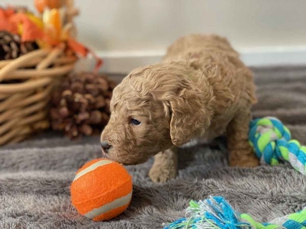 Ford - Mini Goldendoodle Boy - Image 3