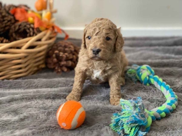 Ford - Mini Goldendoodle Boy - Image 2