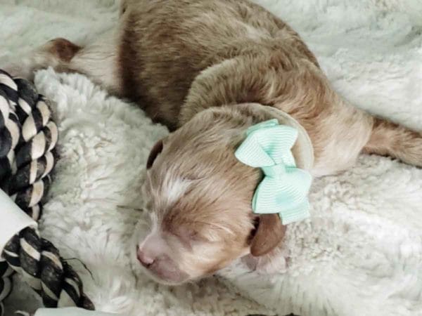 Hazlenut - Micro Cavapoo Girl - Image 5