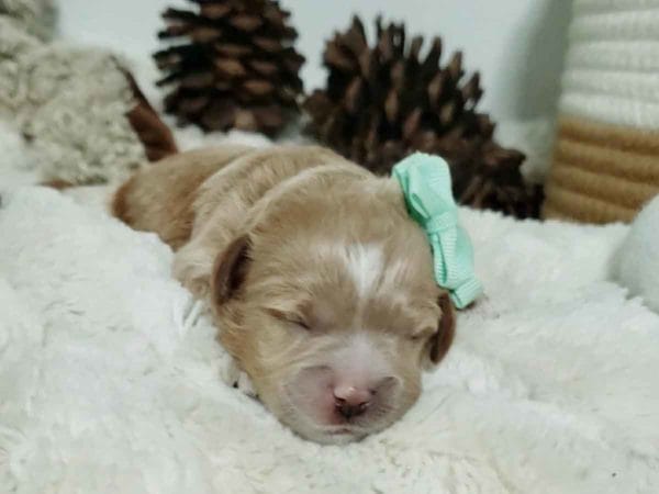 Hazlenut - Micro Cavapoo Girl - Image 4