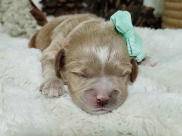 Hazlenut - Micro Cavapoo Girl - Image 3