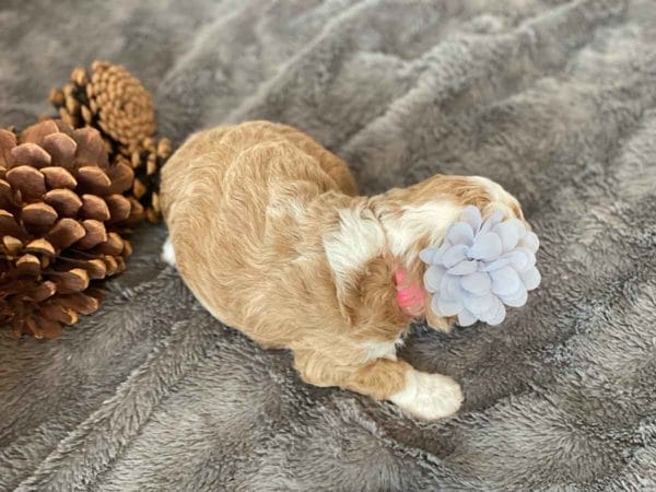 Pinkie Pie - Micro Goldendoodle Girl - Image 8